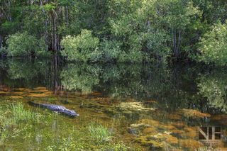 Alligator in den Everglades, Florida, USA