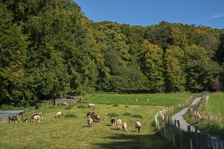 Wanderung von Bergisch Gladbach nach Odenthal