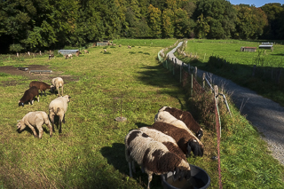 Wanderung von Bergisch Gladbach nach Odenthal