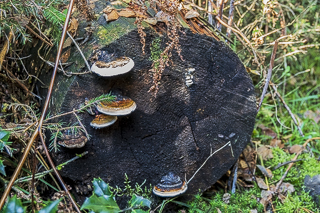 Wanderung von Bergisch Gladbach nach Odenthal