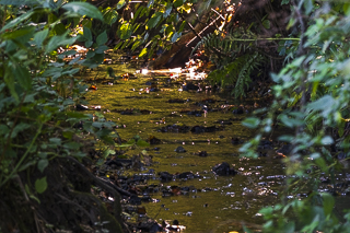 Wanderung von Bergisch Gladbach nach Odenthal