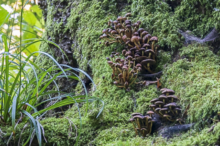 Wanderung von Bergisch Gladbach nach Odenthal
