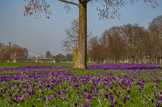Das Blaue Band im Rheinpark in Düsseldorf