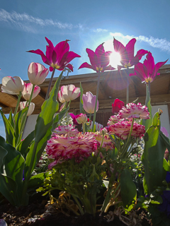 Ein Besuch auf der Landesgartenschau Neuss im April