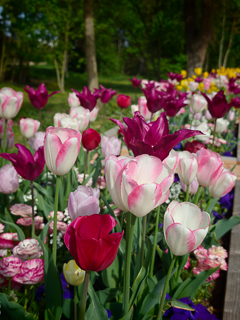 Ein Besuch auf der Landesgartenschau Neuss im April
