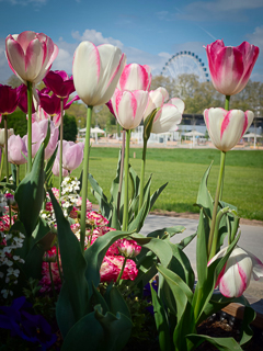 Ein Besuch auf der Landesgartenschau Neuss im April
