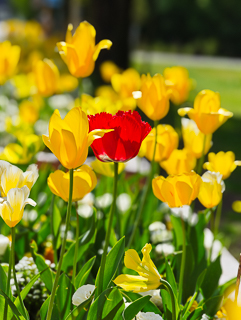 Ein Besuch auf der Landesgartenschau Neuss im April
