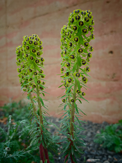 Ein Besuch auf der Landesgartenschau Neuss im April
