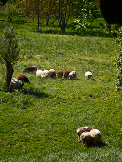 Impressionen vom Urdenbacher Altrhein und den nahegelegenen Rheinauen