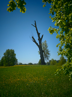 Impressionen vom Urdenbacher Altrhein und den nahegelegenen Rheinauen