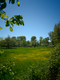 Impressionen vom Urdenbacher Altrhein und den nahegelegenen Rheinauen