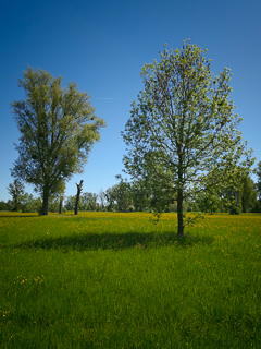 Impressionen vom Urdenbacher Altrhein und den nahegelegenen Rheinauen