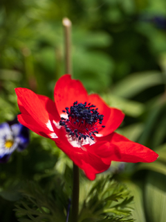 Die Landesgartenschau Neuss im Wonnemonat Mai