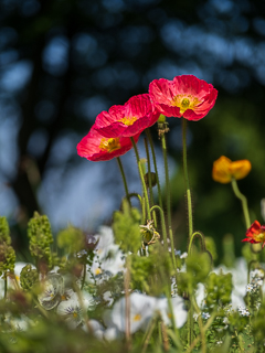 Die Landesgartenschau Neuss im Wonnemonat Mai