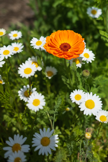 Die Landesgartenschau Neuss im Wonnemonat Mai